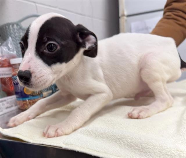 DOPEY - Labrador Retriever available for adoption