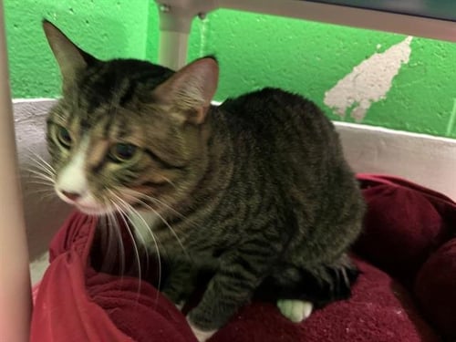 PANTS - Domestic Short Hair available for adoption