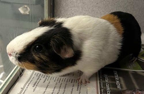 WU - Guinea Pig available for adoption
