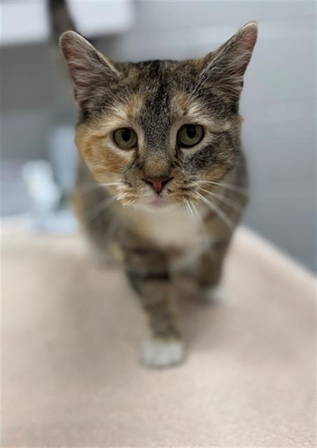 PURPLE PRAIRIE CLOVER - Domestic Short Hair available for adoption