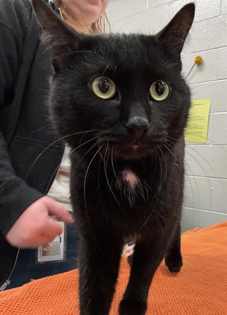 FARTY PARTY - Domestic Short Hair available for adoption