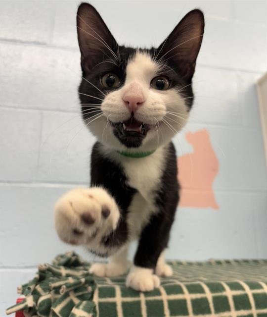 VONNIE - Domestic Medium Hair available for adoption