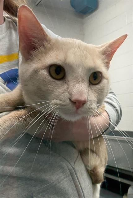 KYLIAN - Domestic Short Hair available for adoption