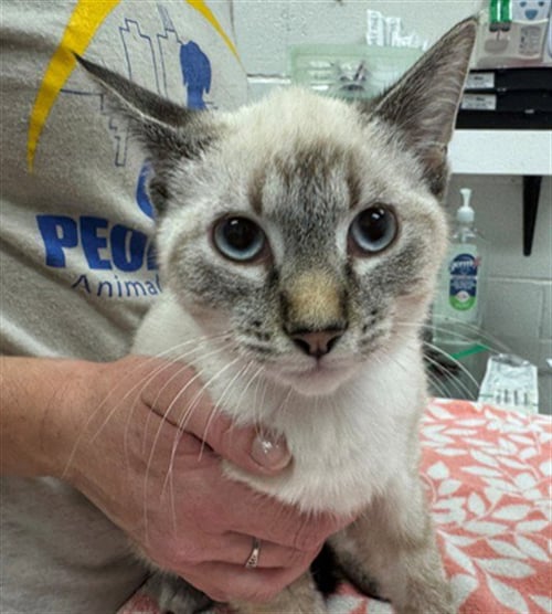 BLUE TANSY - Siamese available for adoption
