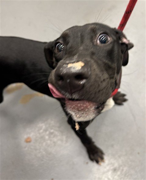 ALBERTA - Labrador Retriever for adoption in Peoria