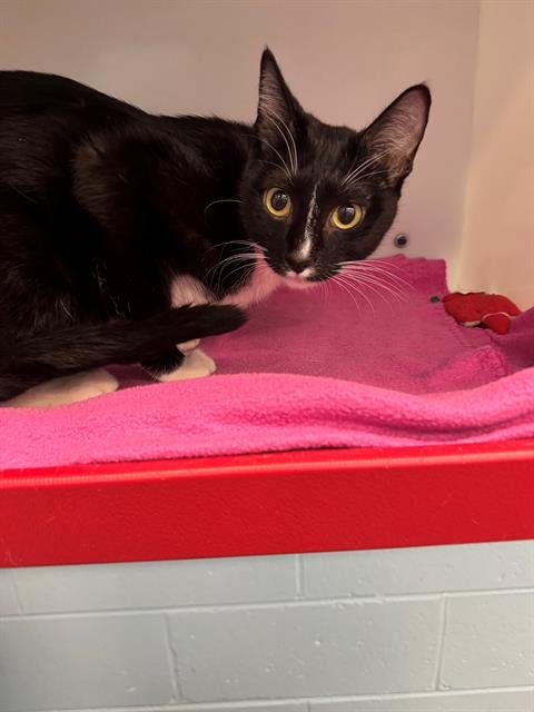 ZOOIE - Domestic Short Hair available for adoption
