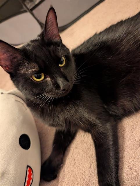 CHRYSANTHEMUM - Domestic Short Hair available for adoption