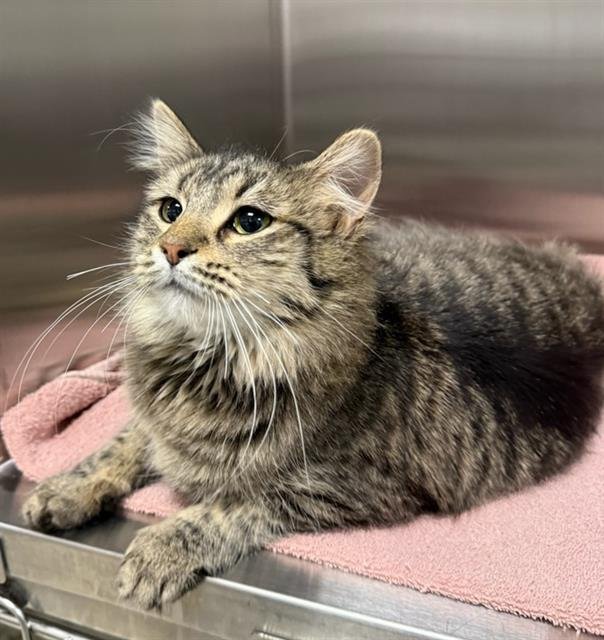 ONDINE - Domestic Long Hair available for adoption