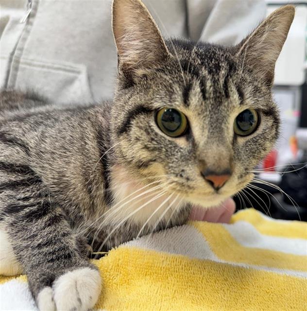 MAGENTA - Domestic Short Hair available for adoption