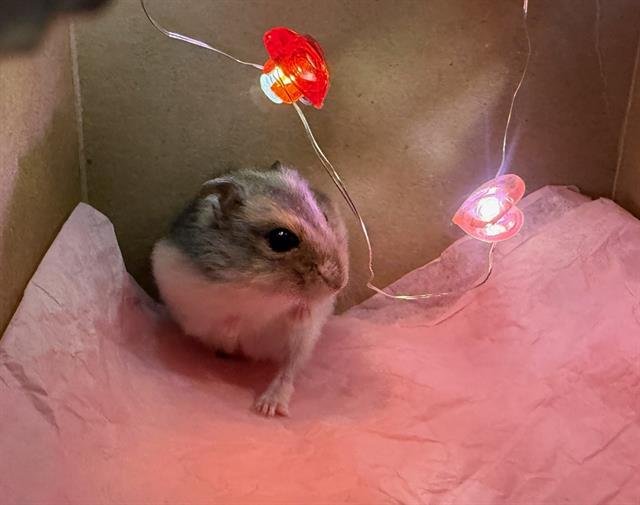 PAUL - Hamster available for adoption