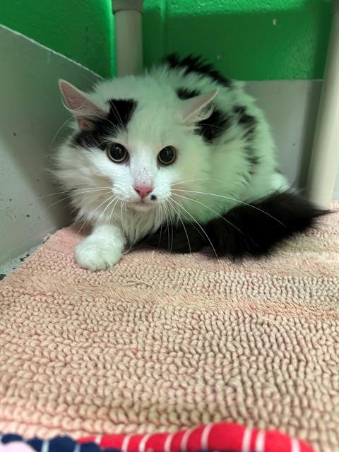 BITSY - Domestic Long Hair for adoption in Peoria