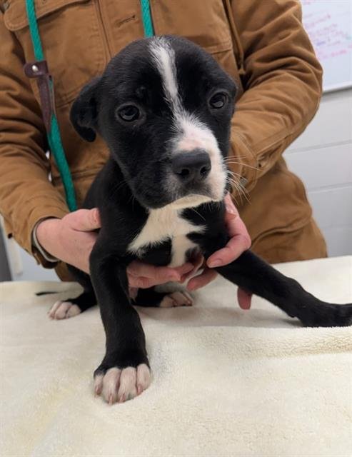 BASHFUL - Labrador Retriever available for adoption