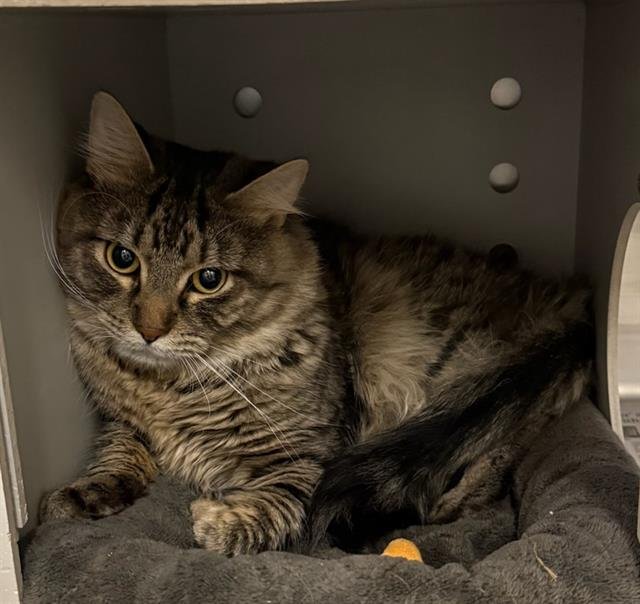 SHAMROCK - Domestic Long Hair available for adoption