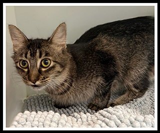BOOMBOX - Domestic Medium Hair available for adoption