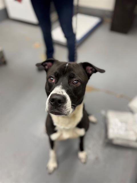 YALE - Pit Bull Terrier available for adoption