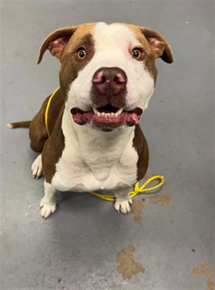 FLINT LOCKWOOD - Pit Bull Terrier for adoption in Peoria