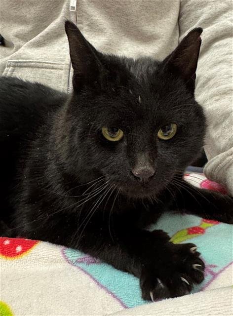 FIGURE SKATER - Domestic Short Hair available for adoption