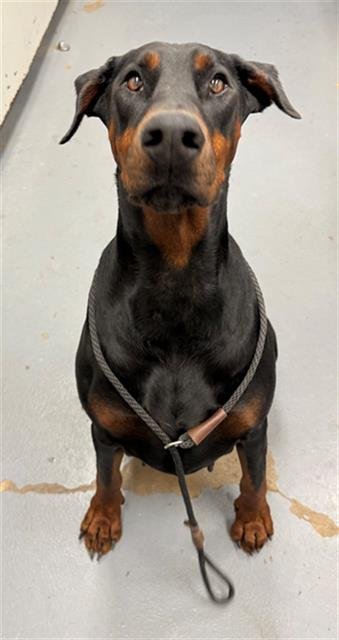 NIOBE - Doberman Pinscher available for adoption