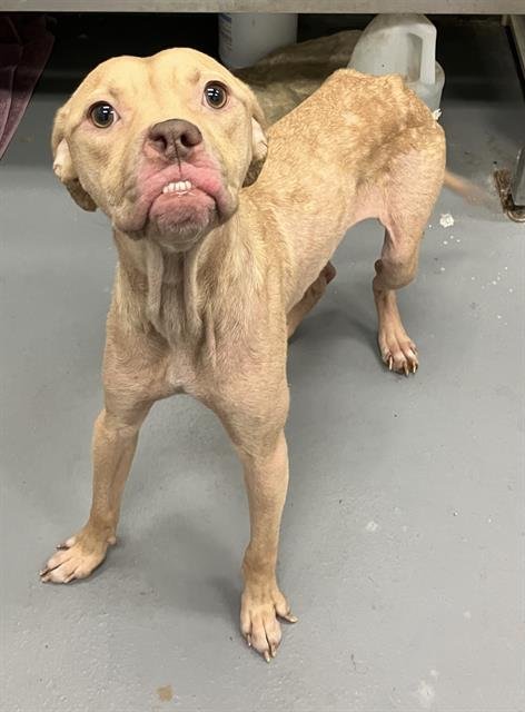 NILES - Pit Bull Terrier available for adoption