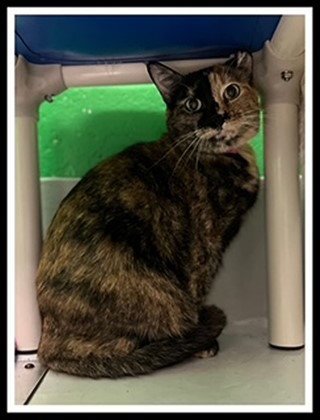 NALA - Domestic Short Hair available for adoption