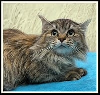 NORDY - Photo 1