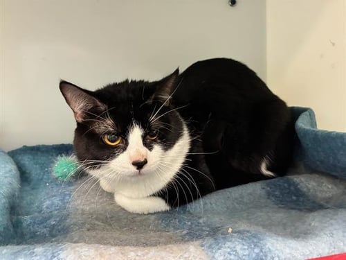 TWIG - Domestic Short Hair available for adoption