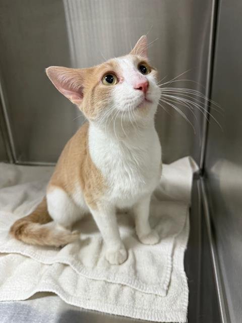 O'CALLAGHAN - Domestic Short Hair available for adoption