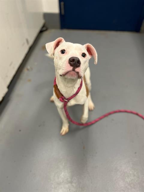 TURKEY - Pit Bull Terrier available for adoption