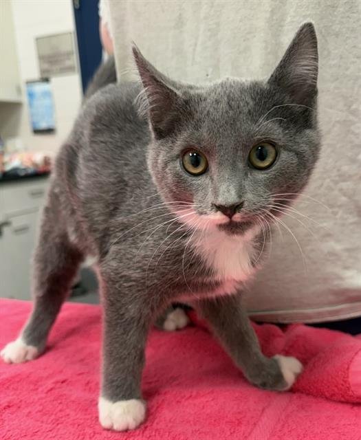 ZEKE - Domestic Medium Hair available for adoption