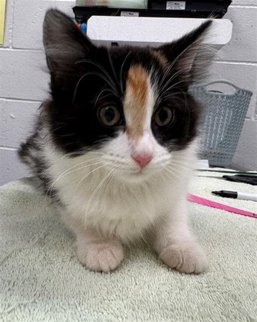 MULLBERRY - Domestic Short Hair available for adoption