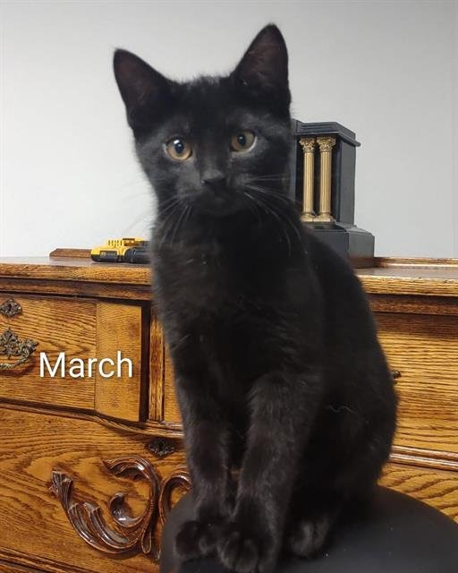 MARCH - Domestic Short Hair available for adoption