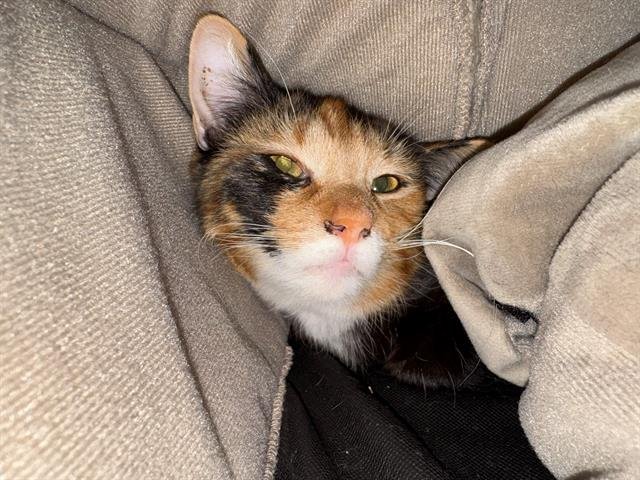 BOBSLED - Domestic Short Hair available for adoption