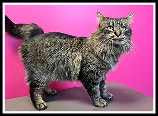 SHERBERT LEMON - Domestic Long Hair available for adoption