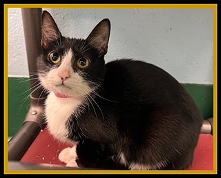 IVY - Domestic Short Hair for adoption in Peoria
