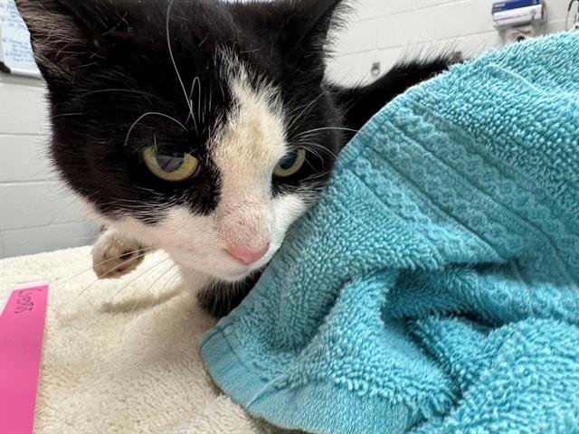 COREOPSIS - Domestic Short Hair available for adoption