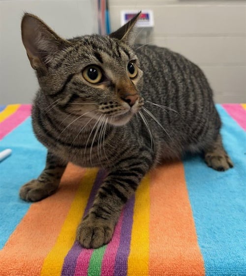 OPEHLIA STARFALL - Domestic Short Hair available for adoption