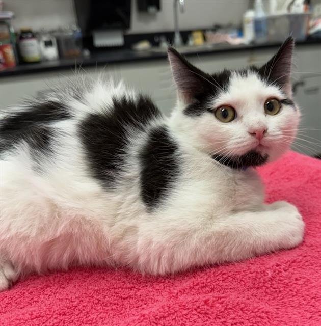 EREN - Domestic Medium Hair available for adoption