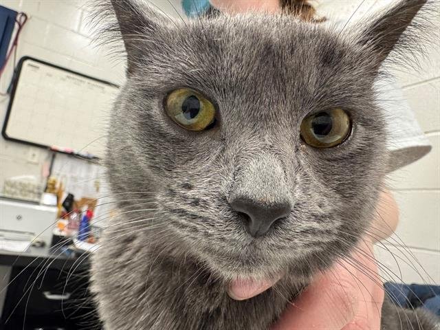 MULTIFLORA - Domestic Short Hair available for adoption