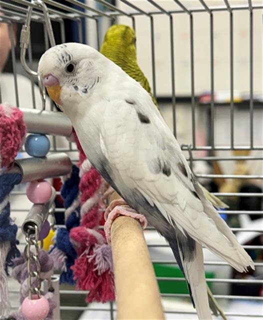 BOLT - Parakeet - Other available for adoption