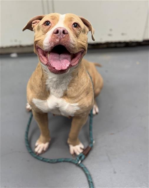 HELEN - Pit Bull Terrier available for adoption