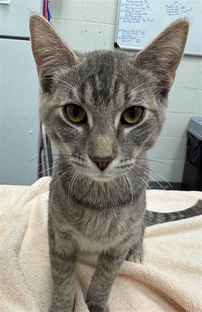 ASTER - Domestic Short Hair available for adoption