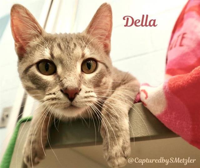 DELLA Image