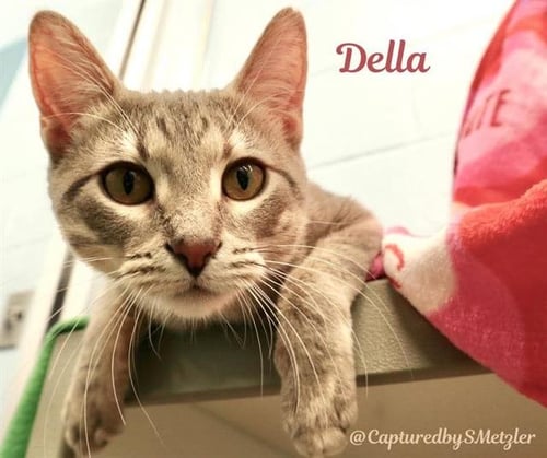 DELLA - Domestic Short Hair available for adoption