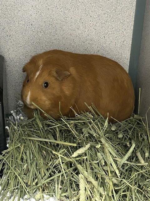 JUDITH RAE - Guinea Pig available for adoption