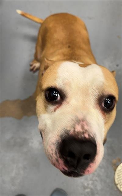 PANCAKE - Pit Bull Terrier available for adoption