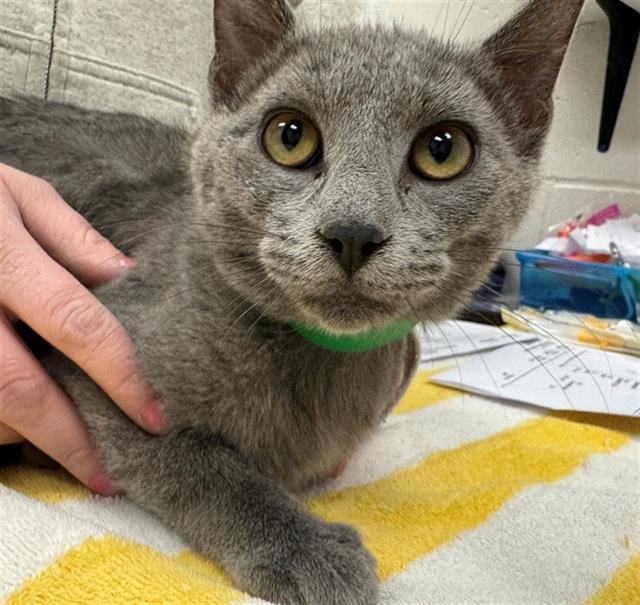 PAT - Domestic Short Hair available for adoption