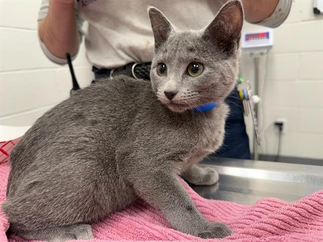 ALEX - Domestic Short Hair available for adoption