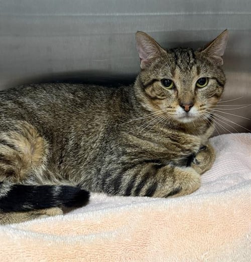 RODEO - Domestic Short Hair available for adoption