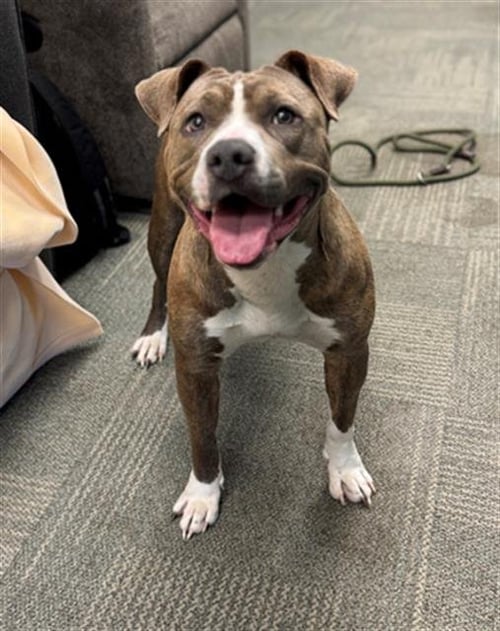 SIERRA - Pit Bull Terrier available for adoption