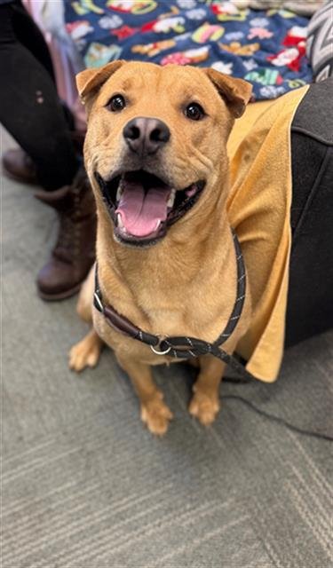 BENITO - Pit Bull Terrier / Chinese Shar-Pei available for adoption